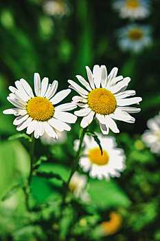 初夏阳光照射下盛开的白色小菊花