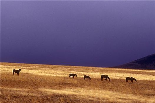 马,放牧,地点,草原,俄勒冈,美国