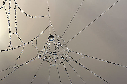 蜘蛛网,露珠