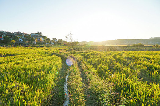 落日夕阳中的云南省腾冲市和顺古镇和顺稻园