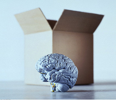 大脑,纸箱