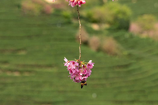 春暖花开樱花背景图