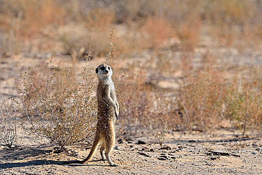 猫鼬,站立,专注,卡拉哈迪大羚羊国家公园,北开普,南非,非洲