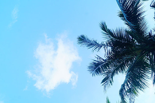 蓝天白云,椰子树,景观