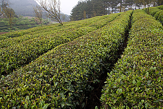 梯田茶园,采茶