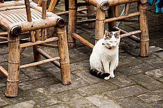 成都市区茶馆中的一只猫