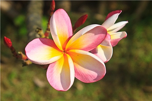 花,泰国