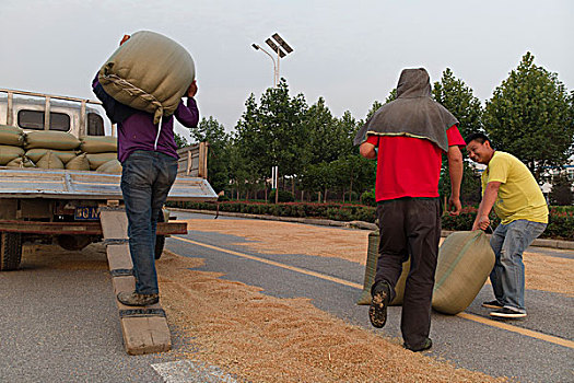 粮食装车