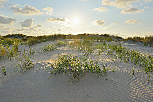沙丘,太阳,夏天,东方,岛屿,北海,下萨克森,德国