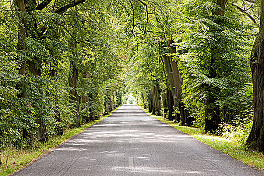 树林,道路,波兰