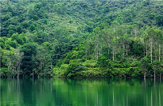 湖,树林