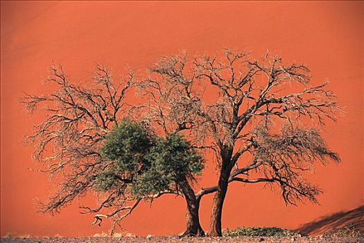 刺槐,树,索苏维来地区,纳米比诺克陆夫国家公园,纳米比亚