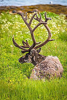 驯鹿,躺下,草丛,特罗姆瑟,挪威