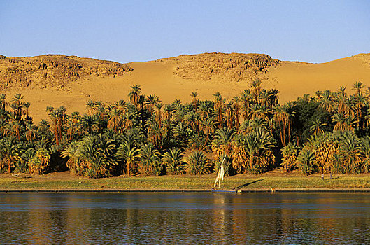 埃及,尼罗河,阿斯旺,科昂波,植被,沙漠