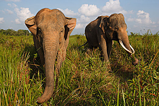 亚洲象,象属,一对,道路,国家公园,苏门答腊岛,印度尼西亚