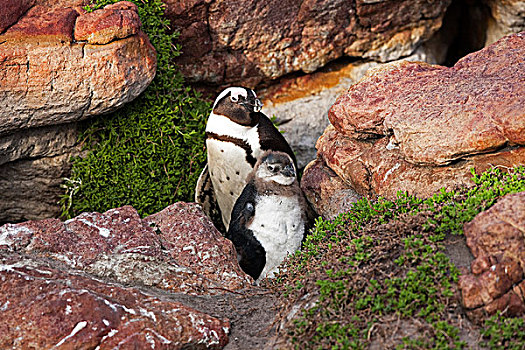 黑脚企鹅,非洲企鹅,成年,幼兽,湾,南非