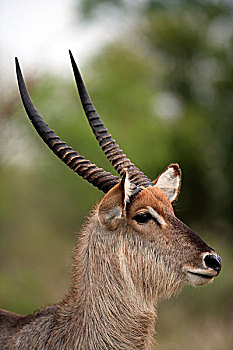 普通,水羚,成年,头像,克鲁格国家公园,南非,非洲