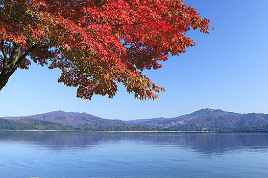湖,秋天,彩色,树