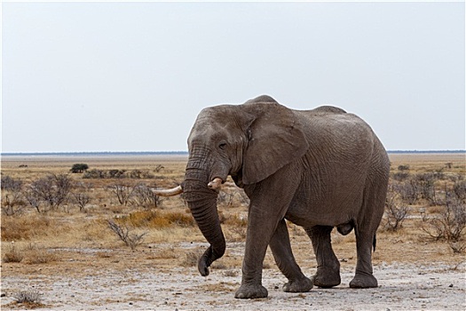 大,非洲象,埃托沙国家公园