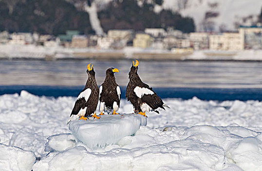 虎头海雕,三个,成年,叫,站立,海冰,根室海峡,北海道,日本,亚洲