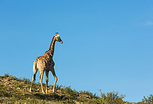 南方长颈鹿,长颈鹿,雄性,漫游,卡拉哈里沙漠,卡拉哈迪大羚羊国家公园,南非,非洲