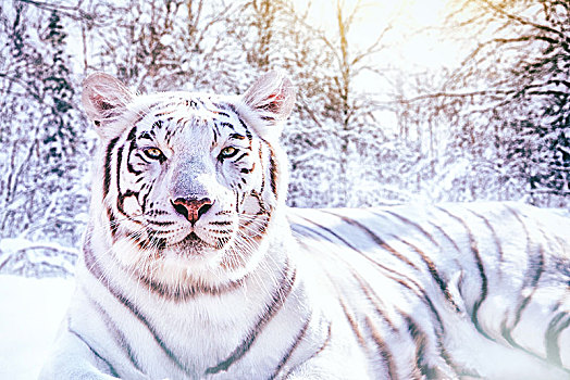 头像,白色,虎,雪,树林,合成效果,照相
