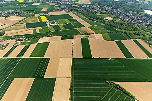 庄稼地,下莱茵,旋转,玉米地,北莱茵威斯特伐利亚,德国