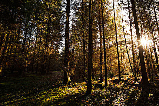 树林,照片,自然光,巴伐利亚