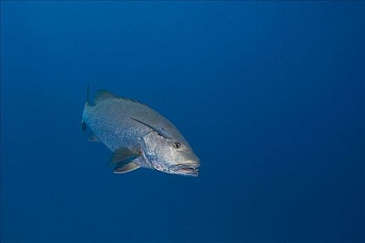 红鲷鱼,洪都拉斯,加勒比海