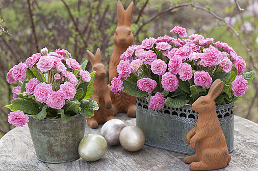 樱草属植物,浪漫,复活节兔子,复活节彩蛋