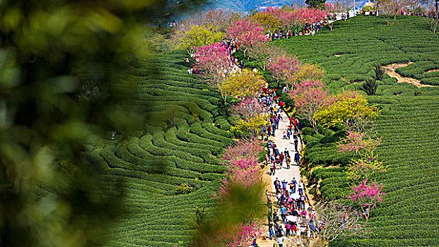 福建龙岩永福樱花美如画