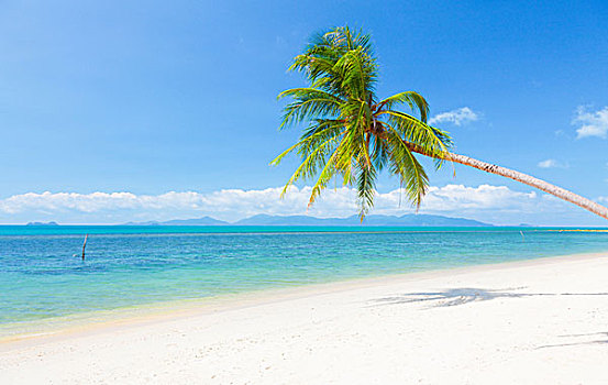 漂亮,海滩,椰树,海洋