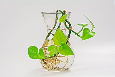 綠植圖片