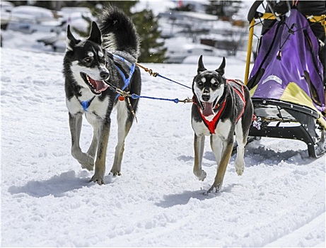 雪橇狗,速度,比赛,苔藓,瑞士
