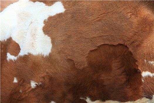 褐色,毛皮,地毯