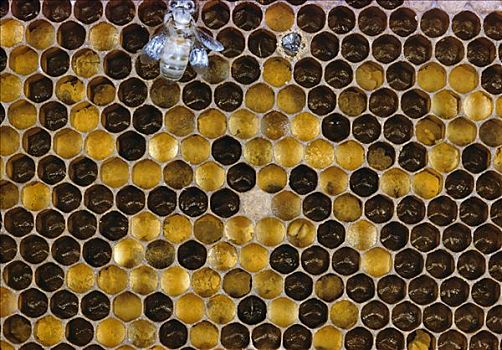 蜜蜂,意大利蜂,蜂窝状,欧洲