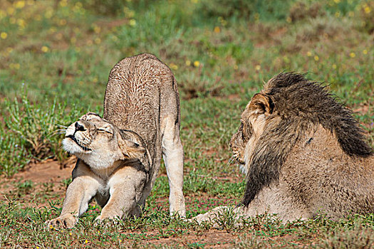 狮子,雌性,雄性,卡拉哈迪大羚羊国家公园,北开普,南非,非洲