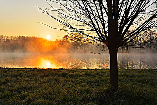 树,河,日出,弗兰克尼亚,巴伐利亚,德国