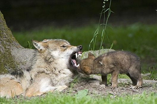 灰狼,狼,动物,动物园,北方,黑森州,德国