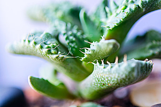 肉质植物