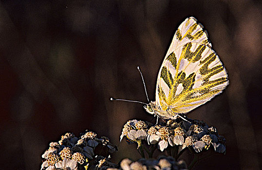山艾树,白色,蝴蝶,西洋蓍草,花,湖,省立公园,不列颠哥伦比亚省,加拿大