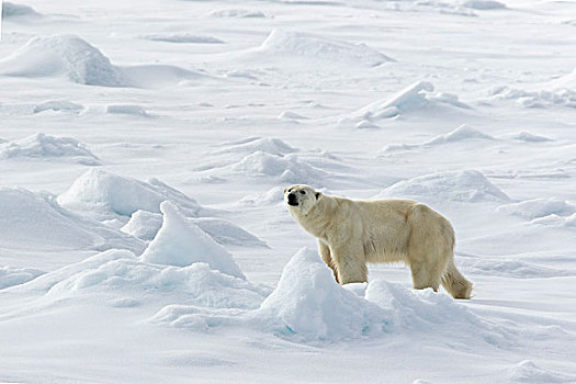 北极熊,走,浮冰,斯匹次卑尔根岛,挪威,欧洲