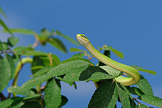 绿色,蛇,成年,攀登,树,沿岸,弯曲,德克萨斯,美国
