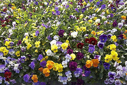 彩色,三色堇,花,花园