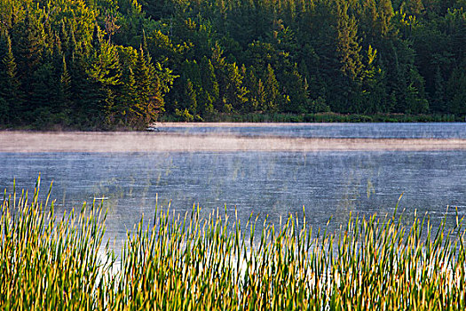 早晨,雾气,上升,水塘,南,魁北克,加拿大