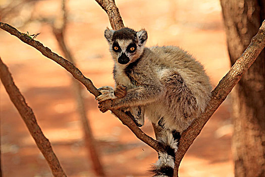 节尾狐猴,狐猴,贝伦提保护区,马达加斯加,非洲