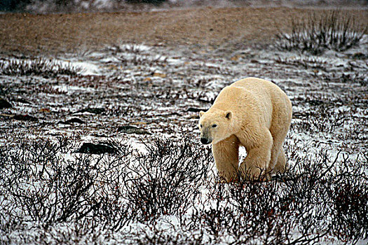 北极熊,走,雪中,丘吉尔市,哈得逊湾,曼尼托巴,加拿大