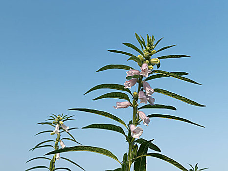 芝麻开花