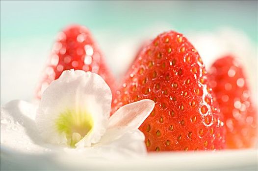 草莓,花