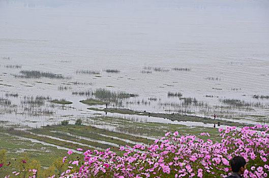 贵州草海风光,威宁,草海,木船,栖息地,海,淡水湖,渔船,湖水,湖泊,湿地,湿地高原,秋色,船只,草,贵州风光,风光,高原湖泊,黑颈鹤,国家一级保护鸟类,鸟类,海鸟,花海